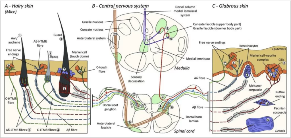 Which Type Of Sensory Receptor Allows Us To Feel An Insect Landing On Our Skin?